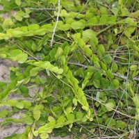 Capparis rotundifolia Rottler